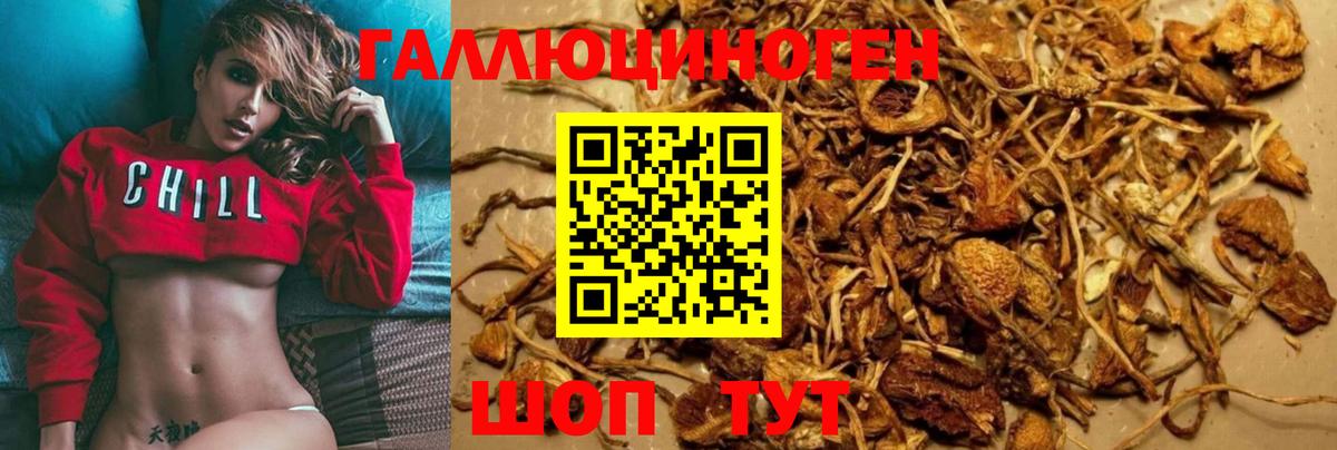 Псилоцибиновые грибы Psilocybine cubensis Краснокамск